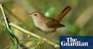 Nightingale received her bachelor's degree in animal science and master's degree in food science from kansas state university. Nightingales Don T Have Much To Sing About Birds The Guardian