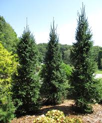 Elegant columnar selection, highly valued as an accent or perimeter planting where a strong vertical effect is needed. Columnar Conifers For The Midwest Finegardening