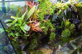 Java Moss Care Guide Growth Uses