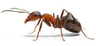 Мравките са сред малкото насекоми, които не носят пряк риск за вашето здраве. Borba Sreshu Mravkite V Doma Ceni Izplniteli Domestina Bg