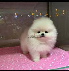 adorable pomeranian puppy dogs