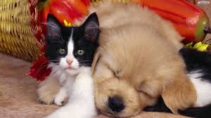 21 puppy and kitten wallpapers