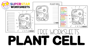 plant cell worksheets superstar