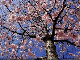 Arbres en fleurs - Le printemps : un cerisier en fleurs pour représenter  cette belle saison - Photo-Paysage.com Photo-Paysage.com