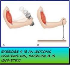 isotonic contractions
