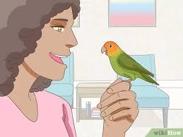 Maybe you would like to learn more about one of these? How To Keep A Lovebird As A Pet With Pictures Wikihow