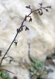 Thalictrum alpinum Calflora