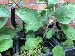 tips for growing eggplant in containers