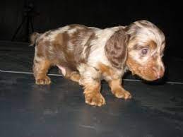 Sometimes, you may find a doxie for free in alabama to a good home listed by an owner. Dachshund Puppies In Alabama