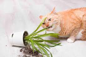 Indoor Plants Safe For Cats 5 Cat
