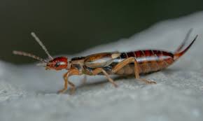how to get rid of earwigs in the house