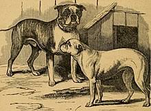 Bulldog Type Wikipedia