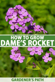 grow dame s rocket in your garden