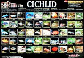 23 Posters Excellent Condition Cichlids Of Madagascar