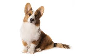 The corgi's coat colors include red, sable, fawn, brindle, black and brindle, blue merle (black and gray; Cardigan Welsh Corgis Dog Breed Info Photos Common Names And More Embarkvet