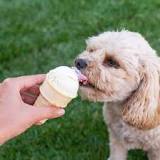is-a-tiny-bit-of-vanilla-ice-cream-ok-for-dogs