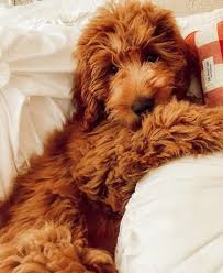 We have various colors of micro mini golden doodle puppies to choose from such as red, golden, apricot, white, abstract, and black. A Guide To Owning A Red Mini Goldendoodle Ebknows