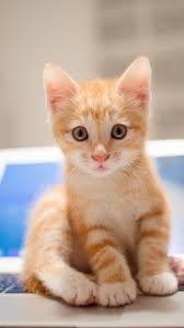 Download free wallpapers for your pc, phone and tablet. Wallpaper Kitten Cat Cute 8k Animals 14575