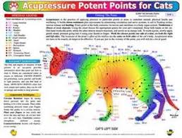 Cat Acupressure Points Chart Bing Images Acupressure