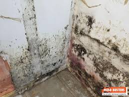 Does Mold When It Dries Out