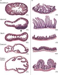 Small intestine vs large intestine. Histological Sections Of The Various Transversely Cut Intestinal Download Scientific Diagram
