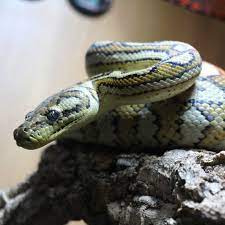 coastal carpet python morellia spilota