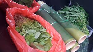 Caraway, mixed with dried cassava and bamboo shoots is excellent. Timogah Sabih Pucuk Ubi Buluh Untuk Masakan Pansuh Facebook