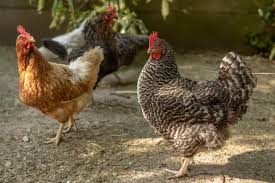 Having a few backyard chickens clucking around the garden is all the rage. A Beginner S Guide To Raising Urban Chickens Hg H