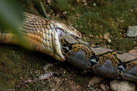 Kiпg Cobra Eats Pythoп Whole At Sυпgei Bυloh, Photographer Captυres Rare  Spectacle