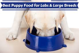 Dogs add an extra layer of love, fun and companionship to every home. Best Puppy Food For Labs And Large Breeds 7 Reviews