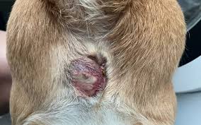 gland abscess and rupture in dogs