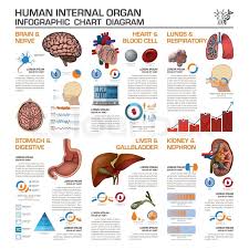 Human Internal Organ Health And Stock Vector Colourbox