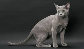 Oriental cat breeders australia only. Top 12 Most Expensive Cat Breeds In The World Ashera Vs Savannah Financesonline Com