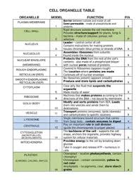 Plant Cell Organelles Worksheets Teaching Resources Tpt