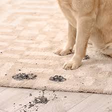 pet stain and odor removal service