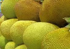 is-jackfruit-sold-in-the-us