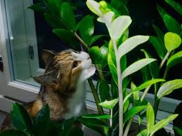 No, it is bad for cats to eat. Safeguarding Plants From Cats How To Keep Cats Out Of Houseplants