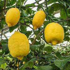 Meaning of citron in english. Lemon X Citron Oscar Tintori Nurseries Worldwide Citrus Plants