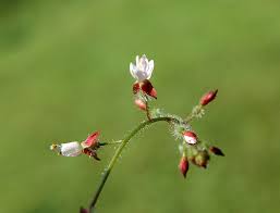 Circaea lutetiana