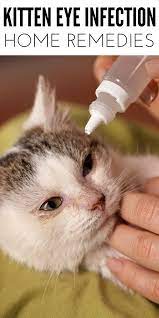 treating a kitten eye infection at home