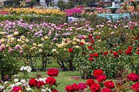 choose the best location to plant roses