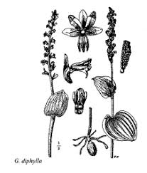 Sp. Rhinanthus carinthiacus - florae.it