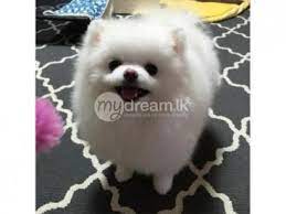awesome teacup pomeranian puppies ready