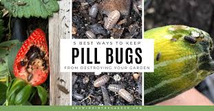 pill bugs from destroying your garden