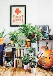 Choose And Care For Indoor Plants