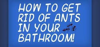 how to get rid of little black ants in