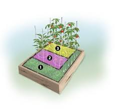 How To Grow A Salsa Garden Plant
