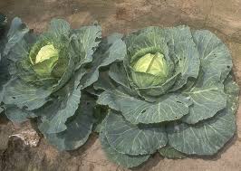 Collard greens grow as a loose bouquet rather than a tight head like other cabbages. Cruciferous Vegetables Wikipedia