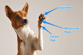 A Visual Guide To Dog Anatomy Muscle Organ Skeletal