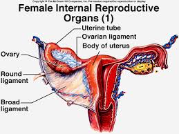 The female reproductive system is made up of the internal and external sex organs that function in reproduction of new offspring.in humans, the female reproductive system is immature at birth and develops to maturity at puberty to be able to produce gametes, and to carry a foetus to full term.the internal sex organs are the uterus, fallopian tubes, and ovaries. 31 Female Anatomy Ideas Female Anatomy Anatomy Female Reproductive System